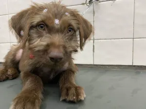 Cachorro raça  idade 2 a 6 meses nome Totoa