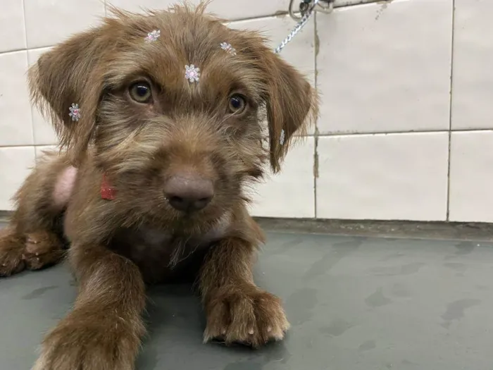 Cachorro ra a  idade 2 a 6 meses nome Totoa