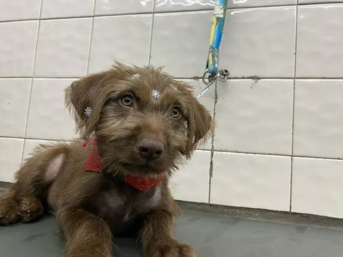 Cachorro ra a  idade 2 a 6 meses nome Totoa