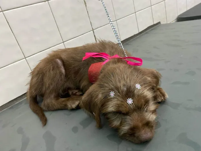Cachorro ra a  idade 2 a 6 meses nome Totoa