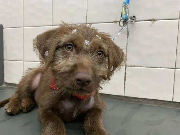 Cachorro ra a  idade 2 a 6 meses nome Totoa