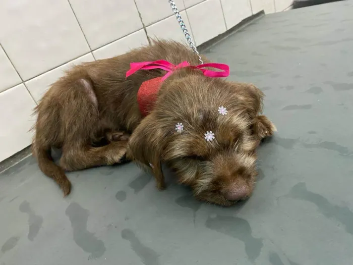 Cachorro ra a  idade 2 a 6 meses nome Totoa
