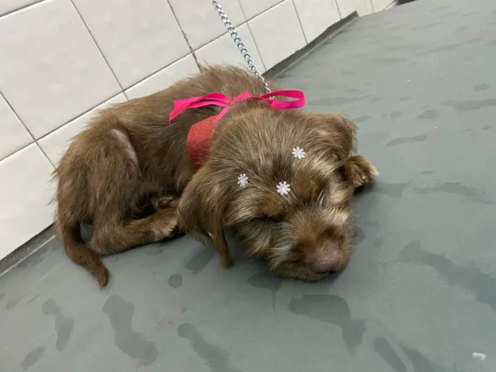 Cachorro ra a  idade 2 a 6 meses nome Totoa