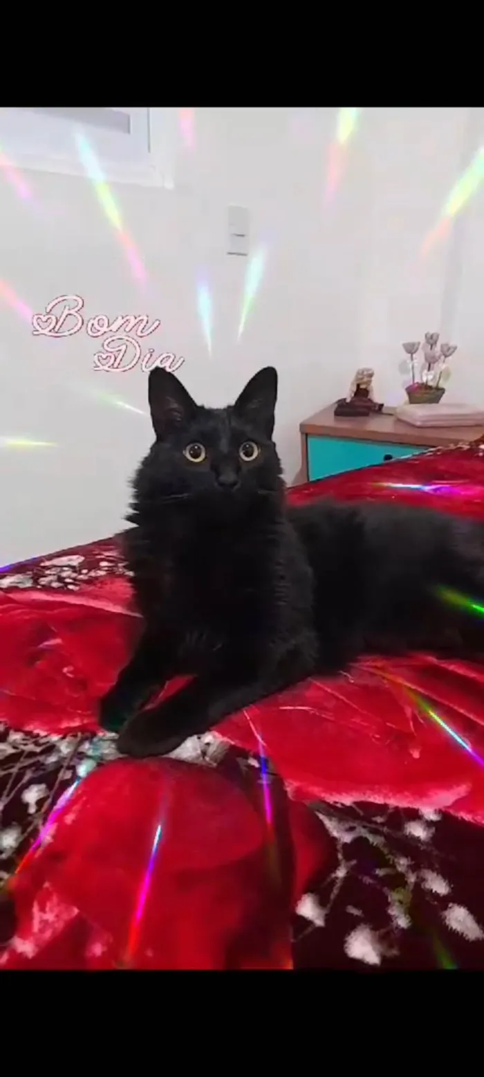Gato ra a Persa idade 3 anos nome Kiara