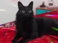 Kiara