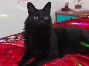 Gato raça Persa idade 3 anos nome Kiara