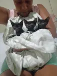As Panteras 