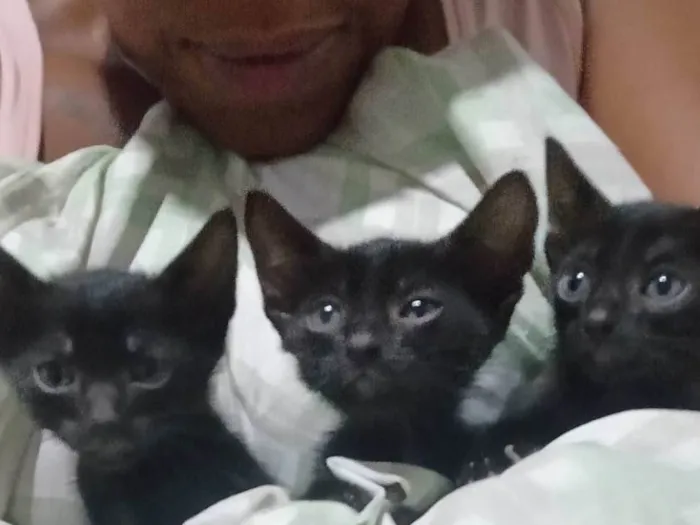 Gato ra a SRD-ViraLata idade Abaixo de 2 meses nome As Panteras 