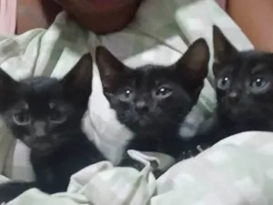 Gato raça SRD-ViraLata idade Abaixo de 2 meses nome As Panteras 