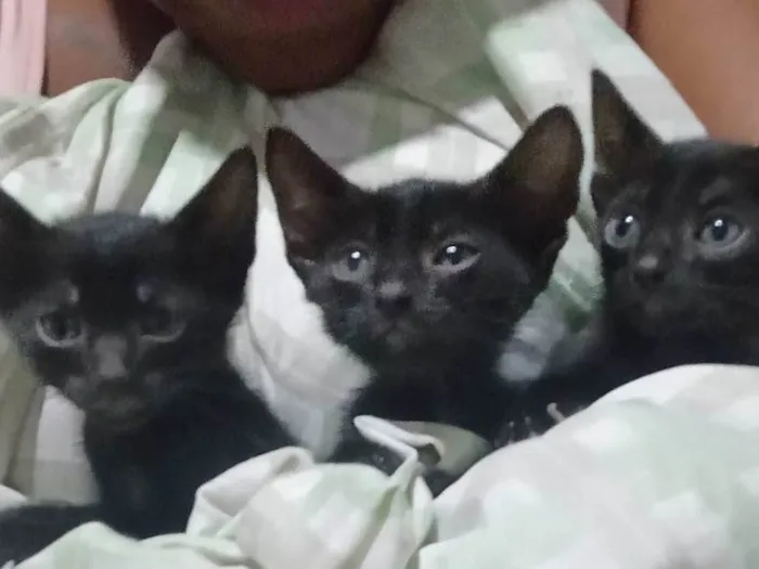 Gato ra a SRD-ViraLata idade Abaixo de 2 meses nome As Panteras 