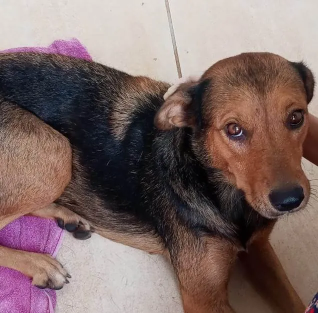 Cachorro ra a SRD-ViraLata idade  nome PRINCESA