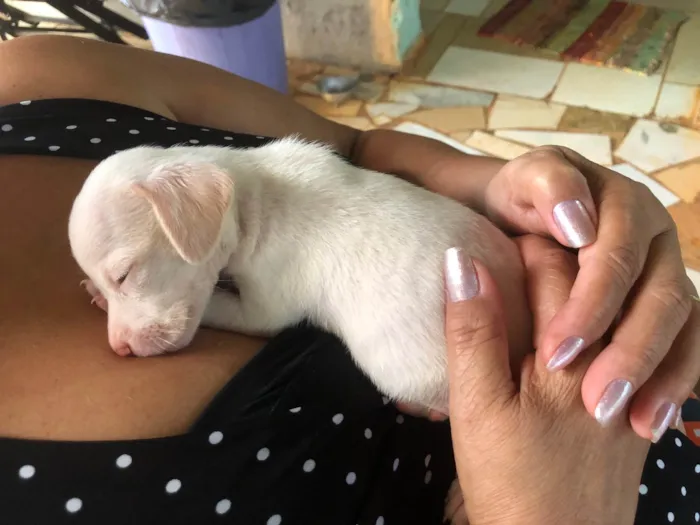 Cachorro ra a Srd idade Abaixo de 2 meses nome Sem nome