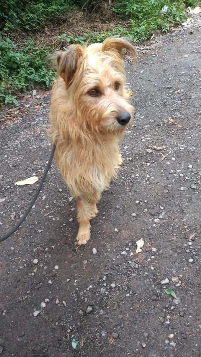 Cachorro ra a SRD-ViraLata idade 2 anos nome HALF