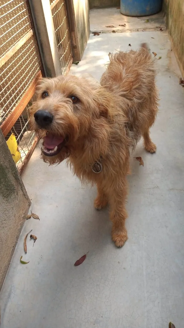 Cachorro ra a SRD-ViraLata idade 2 anos nome HALF