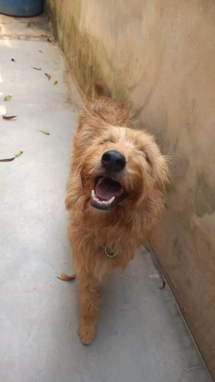 Cachorro ra a SRD-ViraLata idade 2 anos nome HALF