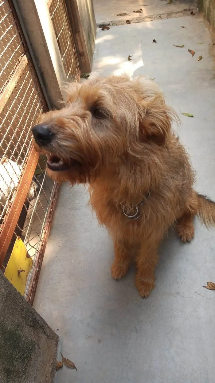 Cachorro ra a SRD-ViraLata idade 2 anos nome HALF