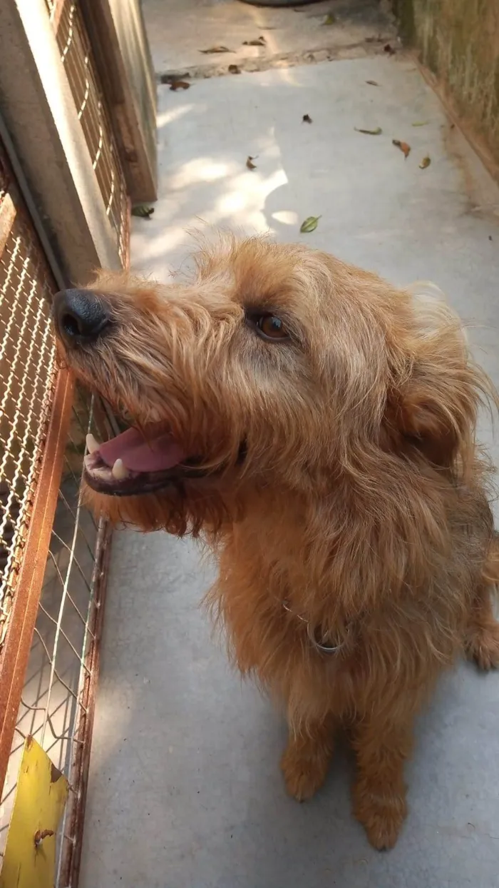 Cachorro ra a SRD-ViraLata idade 2 anos nome HALF
