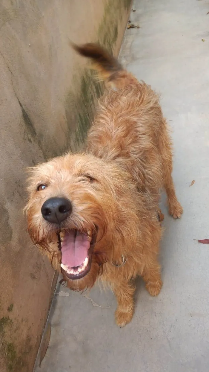 Cachorro ra a SRD-ViraLata idade 2 anos nome HALF