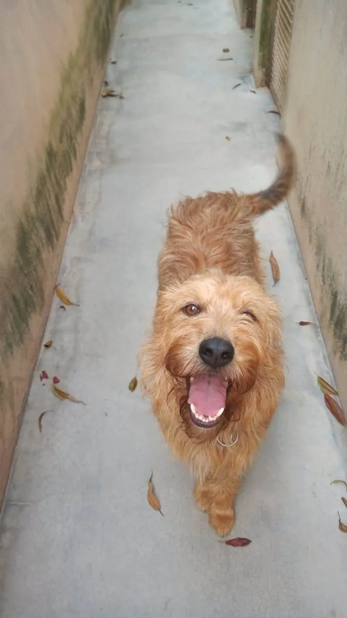 Cachorro ra a SRD-ViraLata idade 2 anos nome HALF