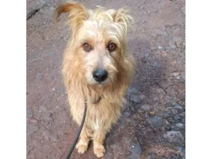 Cachorro raça SRD-ViraLata idade 2 anos nome HALF