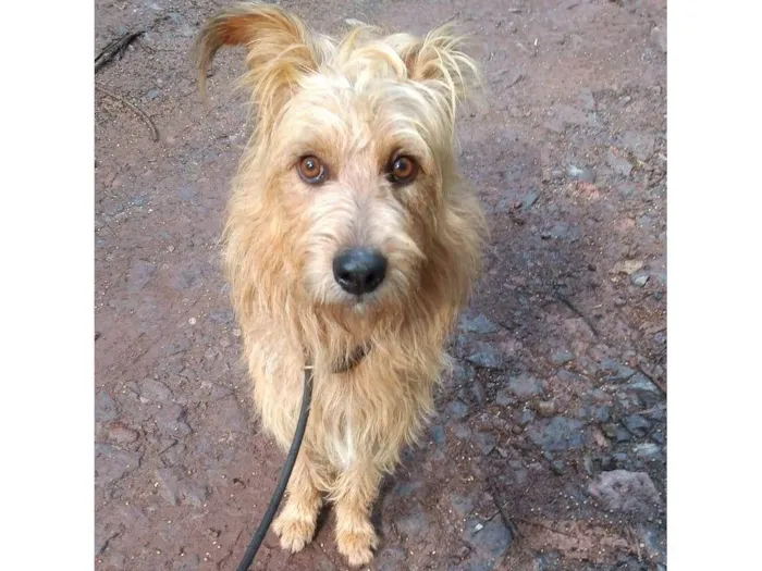 Cachorro ra a SRD-ViraLata idade 2 anos nome HALF