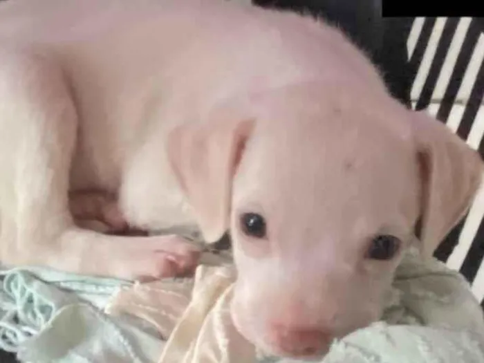 Cachorro ra a Srd idade Abaixo de 2 meses nome Sem nome