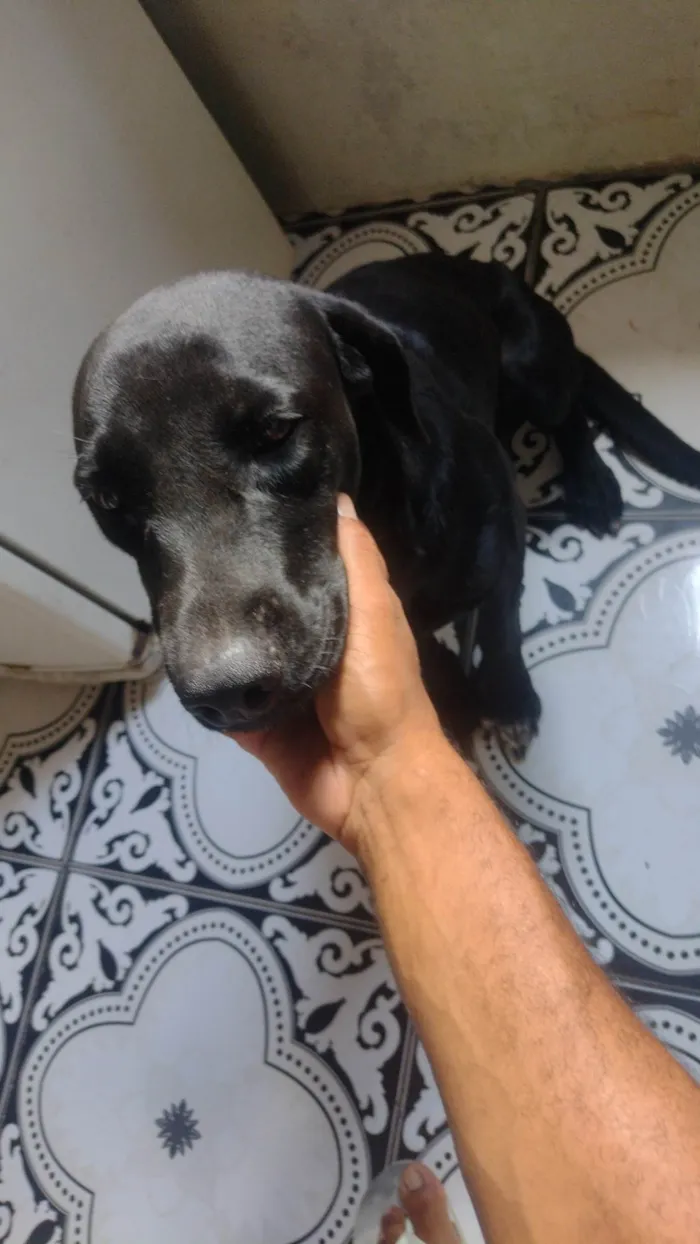 Cachorro ra a Labrador/raciado/rotivale idade 7 a 11 meses nome Shuri