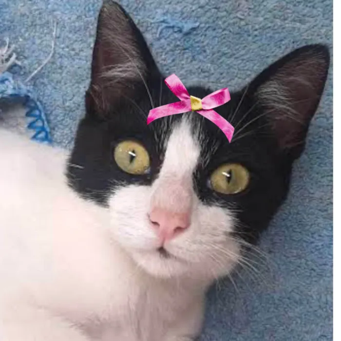 Gato ra a Mestica  idade 1 ano nome Minnie 