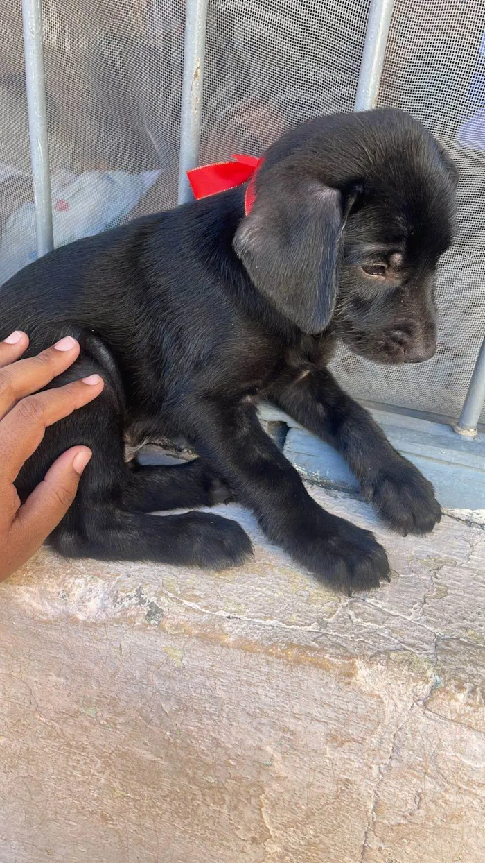 Cachorro ra a Sr idade 2 a 6 meses nome Zoro