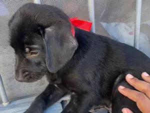 Cachorro raça Sr idade 2 a 6 meses nome Zoro