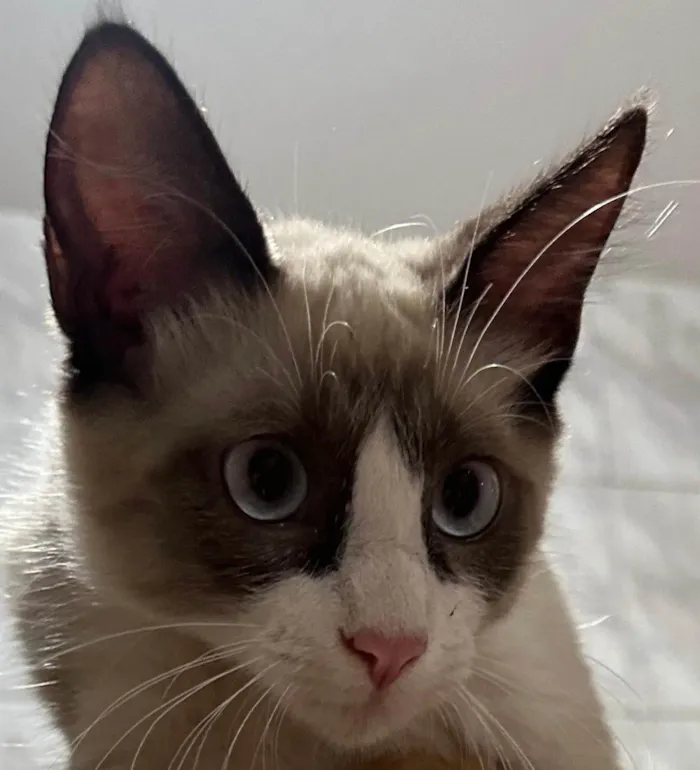 Gato ra a SRD-ViraLata idade 2 a 6 meses nome Pimpão 