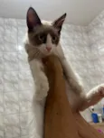 Pimpão 