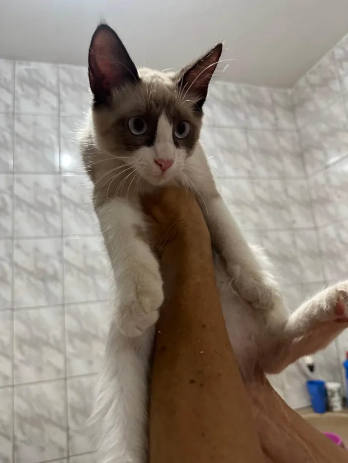Gato ra a SRD-ViraLata idade 2 a 6 meses nome Pimpão 