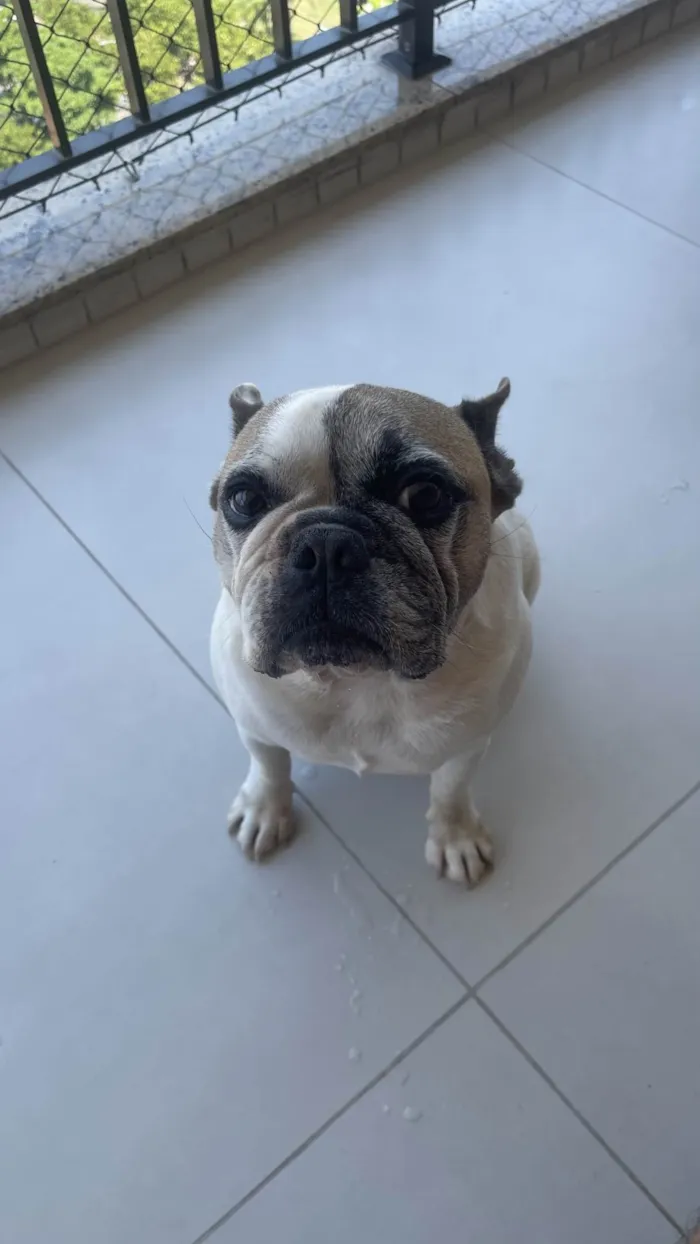 Cachorro ra a Bulldog e Viralata idade 6 ou mais anos nome Jabuti e Mel