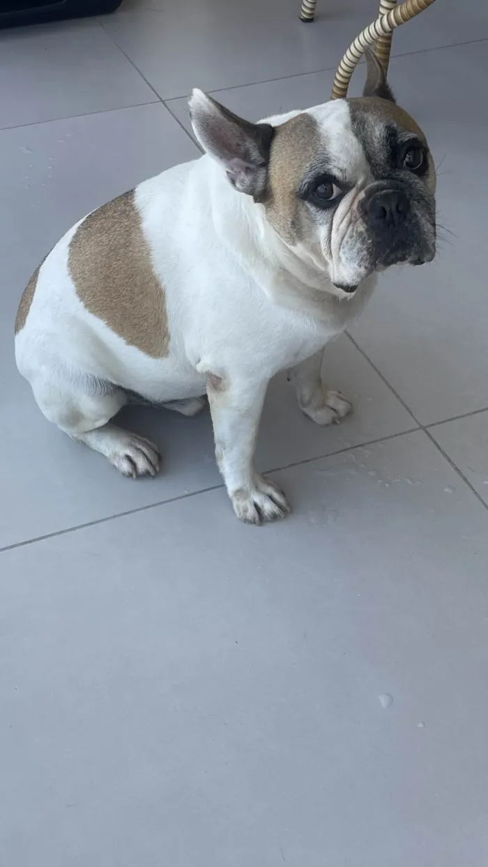 Cachorro ra a Bulldog e Viralata idade 6 ou mais anos nome Jabuti e Mel