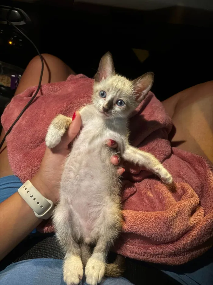 Gato ra a SRD-ViraLata idade Abaixo de 2 meses nome Baunilla 