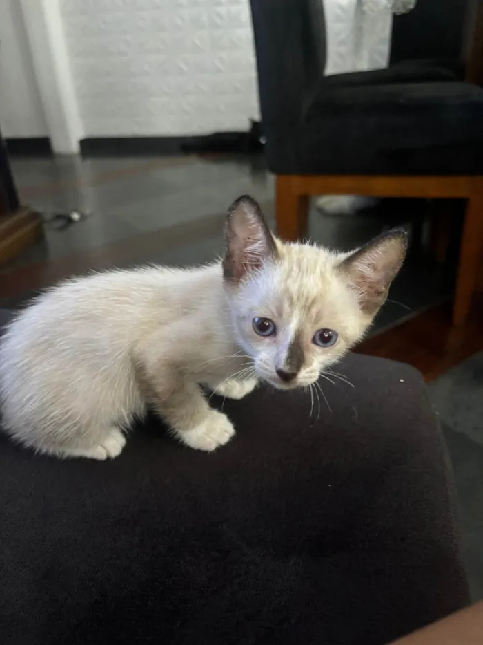 Gato ra a SRD-ViraLata idade Abaixo de 2 meses nome Baunilla 