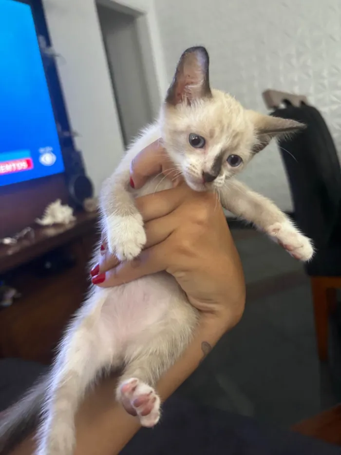 Gato ra a SRD-ViraLata idade Abaixo de 2 meses nome Baunilla 