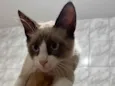 Pimpão 