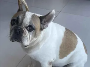 Cachorro raça Bulldog e Viralata idade 6 ou mais anos nome Jabuti e Mel