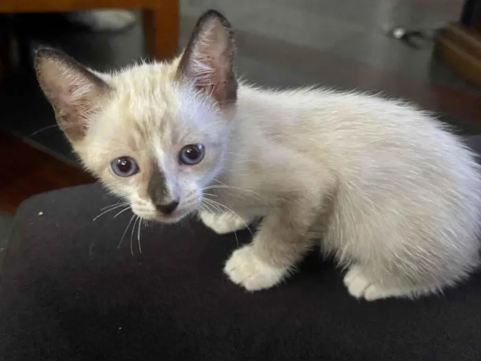 Gato ra a SRD-ViraLata idade Abaixo de 2 meses nome Baunilla 