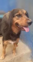MAYA