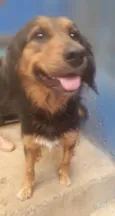 MAYA
