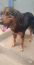 MAYA