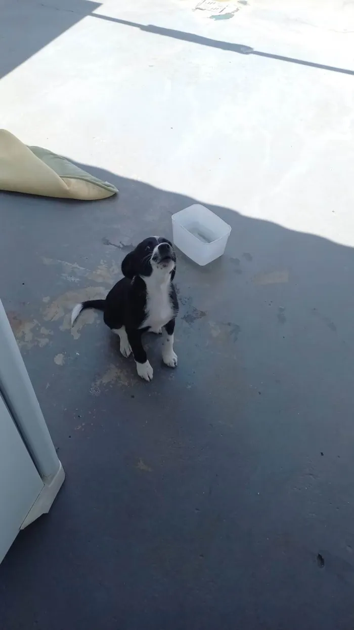 Cachorro ra a SRD-ViraLata idade 7 a 11 meses nome Maria 