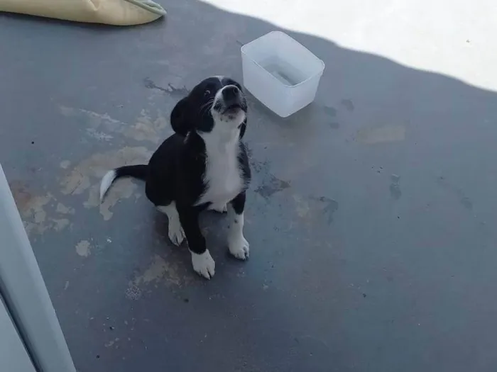 Cachorro ra a SRD-ViraLata idade 7 a 11 meses nome Maria 
