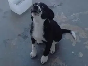 Cachorro raça SRD-ViraLata idade 7 a 11 meses nome Maria 