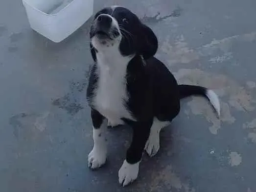 Cachorro ra a SRD-ViraLata idade 7 a 11 meses nome Maria 