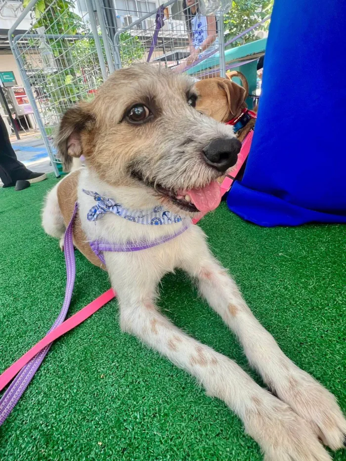 Cachorro ra a SRD-ViraLata idade 6 ou mais anos nome Betoven