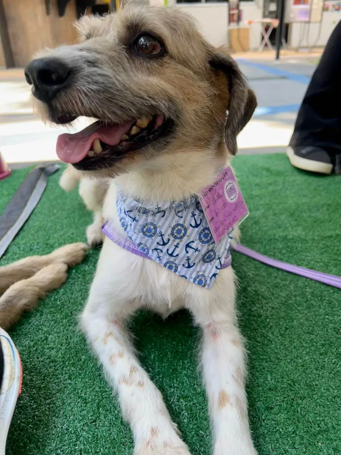 Cachorro ra a SRD-ViraLata idade 6 ou mais anos nome Betoven